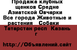 Продажа клубных щенков Средне Азиатской Овчарки - Все города Животные и растения » Собаки   . Татарстан респ.,Казань г.